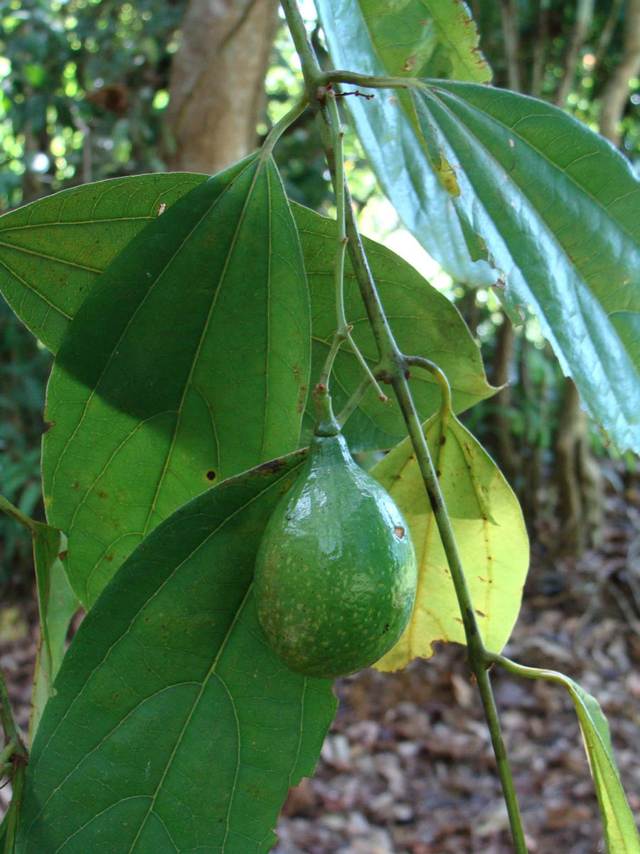 Caryodaphnopsis tonkinensis